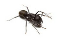 Safe Pest Control image 1