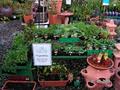 Samford Valley Garden Centre image 2