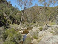 Saunders Gorge Sanctuary logo