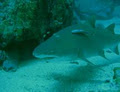 Scuba Haven image 3