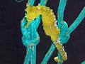 Seahorse World image 1