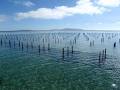 Seapa Oyster Baskets image 3