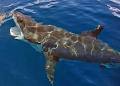 Shark Cage Diving with Calypso Star Charter image 6