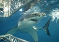 Shark Cage Diving with Calypso Star Charter image 1