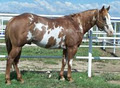 Shaws Performance Horses image 4