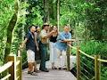 Skyrail Rainforest Cableway image 5