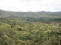 Skyrail Rainforest Cableway image 6