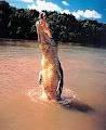 Spectacular Jumping Crocodile Cruise image 2