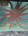 Stanley Seaquarium image 5