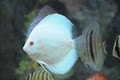 Sydney Discus World Aquariums image 2