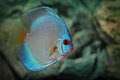 Sydney Discus World Aquariums image 3