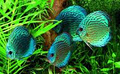 Sydney Discus World Aquariums image 4