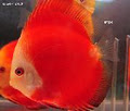 Sydney Discus World Aquariums image 5