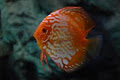 Sydney Discus World Aquariums image 1