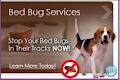 Sydney's Best Pest Control, Pest Control Sydney, Pest Control image 3