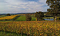 THE LANE VINEYARD image 2