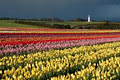 Table Cape Tulip Farm image 4