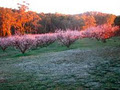 Taralee Orchards image 2