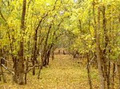 Taralee Orchards image 4