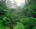 Tarra-Bulga National Park image 2