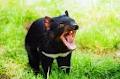 Tasmanian Devil Conservation Park image 2