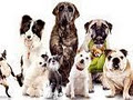 The Pet Nannies image 1