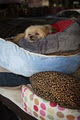 The Pet Pad image 4