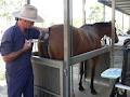 Townsville Veterinary Clinic image 2