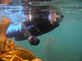 Underwater Adventures Tasmania image 2