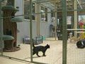 Vern Ryan's Pet Resort image 2