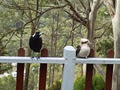 View Cottage, Blackwood image 1