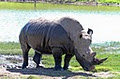 Werribee Open Range Zoo image 3