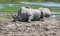 Werribee Open Range Zoo image 4