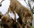 Werribee Open Range Zoo image 6