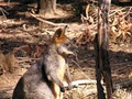 Wirrimbirra Sanctuary logo