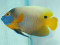 Wonderfish Aquarium image 4