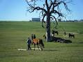 boarding kennels pets accomodation horse rinding school image 2