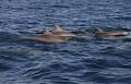 the Shoals Tumby Bay image 3