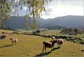 A.B.C. Cheese Factory image 2