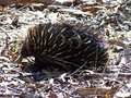 Acacia Ridge Bush Camp image 3