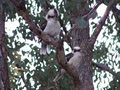 Acacia Ridge Bush Camp image 4