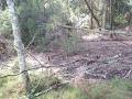 Bangalow Bushland Management image 4