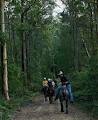 Bellrowan Valley Horse Riding image 1