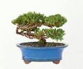 Bonsai At the Bay image 1