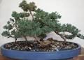 Bonsai Boy image 2