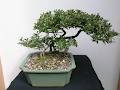 Bonsai Flora image 5