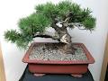 Bonsai Flora image 1