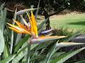 Brisbane Botanic Gardens image 2