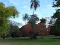 Brisbane Botanic Gardens logo