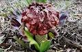 George Brown Darwin Botanic Gardens image 1